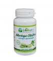 MORINGA OLEIFERA 90 Gélules